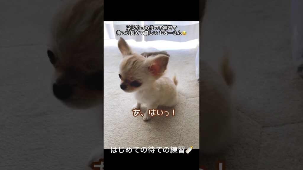 パピー時代の、はじめての待ての練習。 #shorts #PUPPY #子犬 #チワワ #こいぬ #dog #癒し