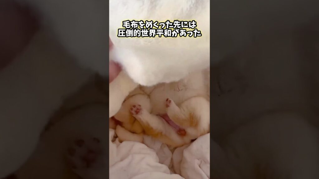 犬さんの動画見てほっこりしたらおやすみwww #動物 #癒し #ほっこりショート