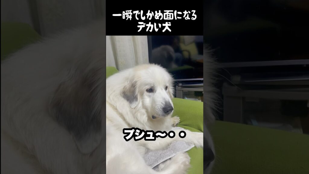 一瞬でしかめ面になる愛犬　#greatpyrenees #グレートピレニーズ #大型犬 #大型犬のいる生活 #ゴールデンレトリバー #癒し #犬のいる生活 #愛犬 #可愛い #puppy