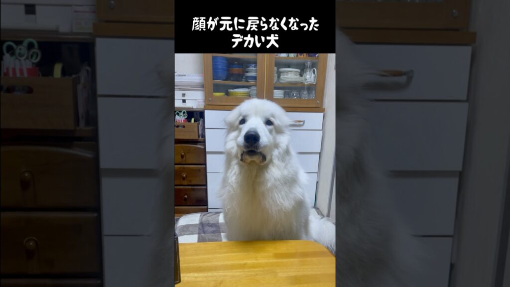 ふくれっ面が張りついちゃった愛犬　#greatpyrenees #グレートピレニーズ #大型犬 #大型犬のいる生活 #ゴールデンレトリバー #癒し #可愛い #犬のいる生活 #愛犬 #いぬ