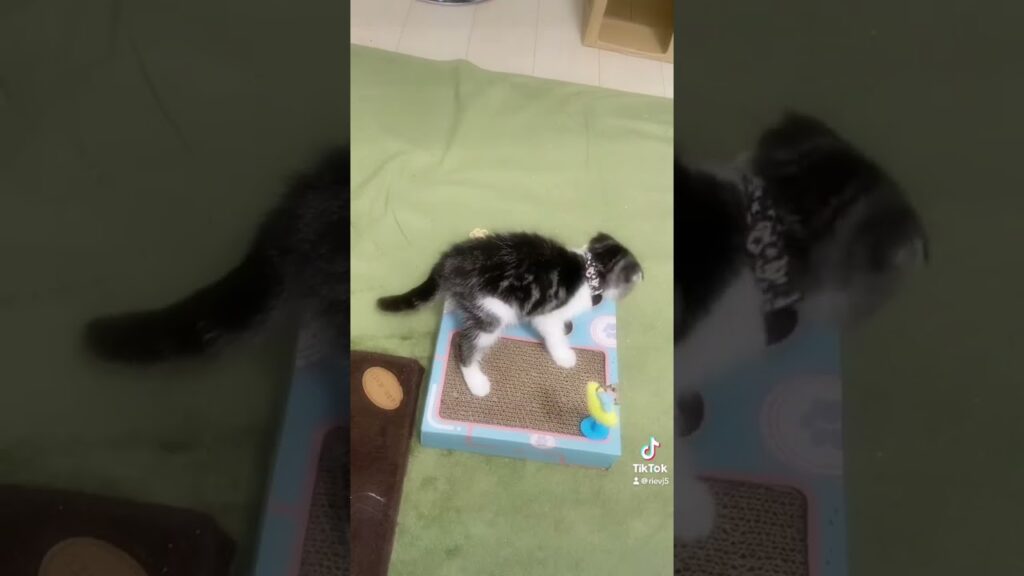 #わが家のニャンTube☆#さくらちゃん #cat #こねこ #スコティッシュホールド #癒し