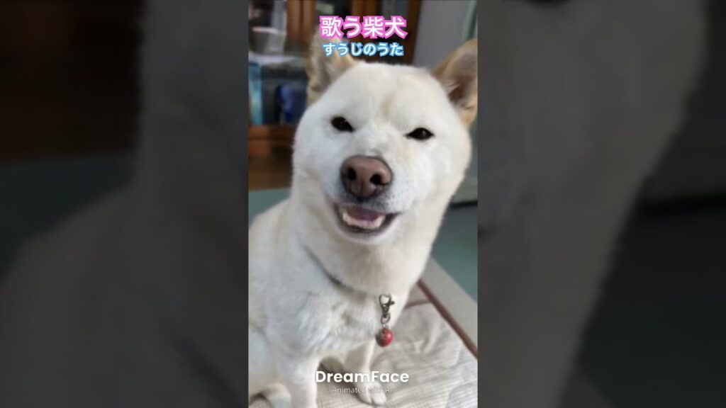 歌う柴犬 #すうじのうた #歌う柴犬 #柴犬 #kawaii #可愛い #癒し #shorts #shibainu #song #singingdog