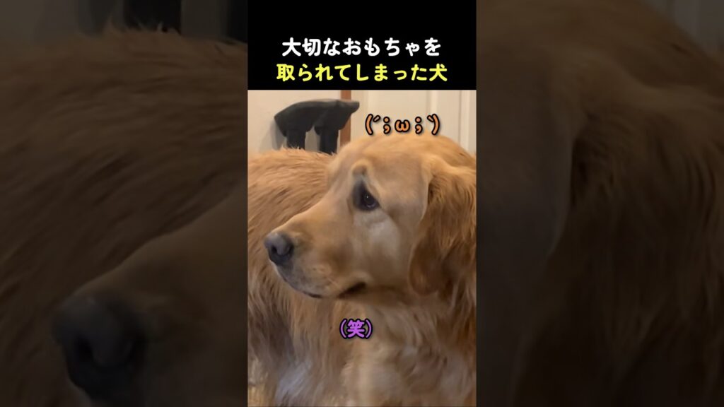 大切なおもちゃを取られてしまった犬