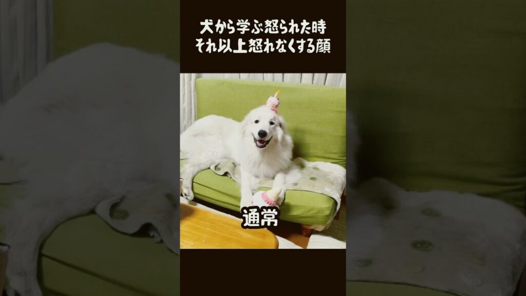 犬から学ぶ実用的な社交術　#グレートピレニーズ #greatpyrenees #大型犬のいる生活 #大型犬 #ゴールデンレトリバー #犬のいる生活 #可愛い #愛犬 #癒し #柴犬