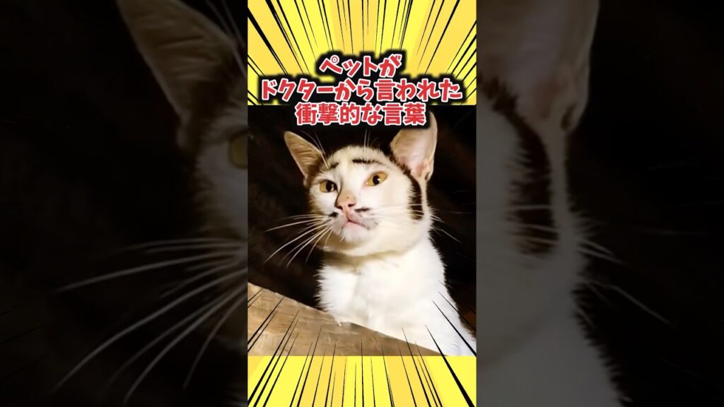 ペットがドクターから言われた衝撃的な言葉www #猫 #犬 #猫動画 #ペット #可愛い #かわいい #癒し #ペット #動物 #2ch #shorts