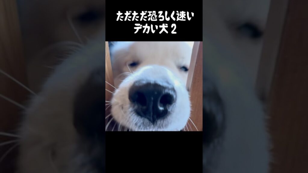 オレでなきゃ見逃しちゃう超大型犬2 #グレートピレニーズ #greatpyrenees #大型犬 #大型犬のいる生活 #ゴールデンレトリバー #犬のいる生活 #可愛い #愛犬 #癒し #大型犬パピー