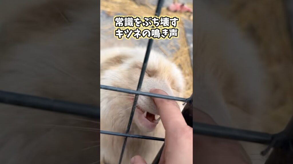 キツネの可愛すぎてニヤける動画まとめwww #キツネ #狐 #fox #可愛い #かわいい #癒し #ペット #動物 #2ch #shorts