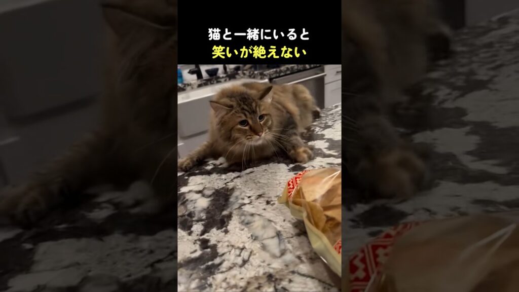 猫と一緒にいると笑いが絶えない