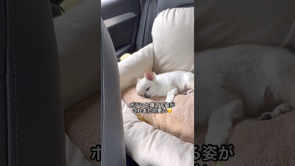 ドライブ中のふたり🚗 #ショート #チワワ #chihuahua #Drive #癒し #ほのぼの #ほっこり
