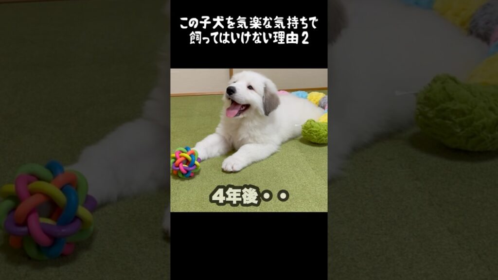予想以上の成長をした子犬2 #greatpyrenees #グレートピレニーズ #大型犬 #大型犬のいる生活 #ゴールデンレトリバー #可愛い #犬のいる生活 #愛犬 #癒し #ペット