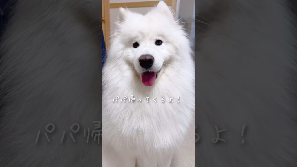 大好きなパパの帰宅を知らせた時のサモエドの反応 #samoyed #癒し #サモエド