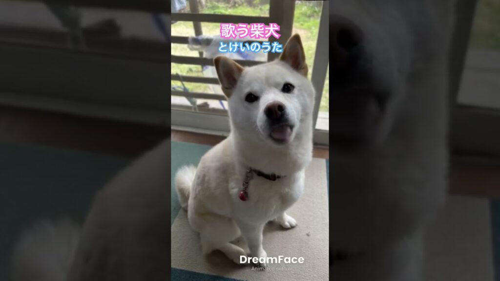 歌う柴犬 #とけいのうた #歌う柴犬 #柴犬 #shibainu #kawaii #癒し #shorts #shibadog #shibainu #song