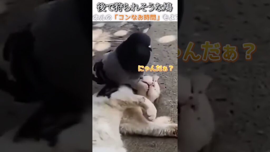 猫のおもしろ動画にツッコミどころ満載なアフレコしてみた＃282【狩る】【ハプニング映像】#shorts　#アフレコ #面白動画