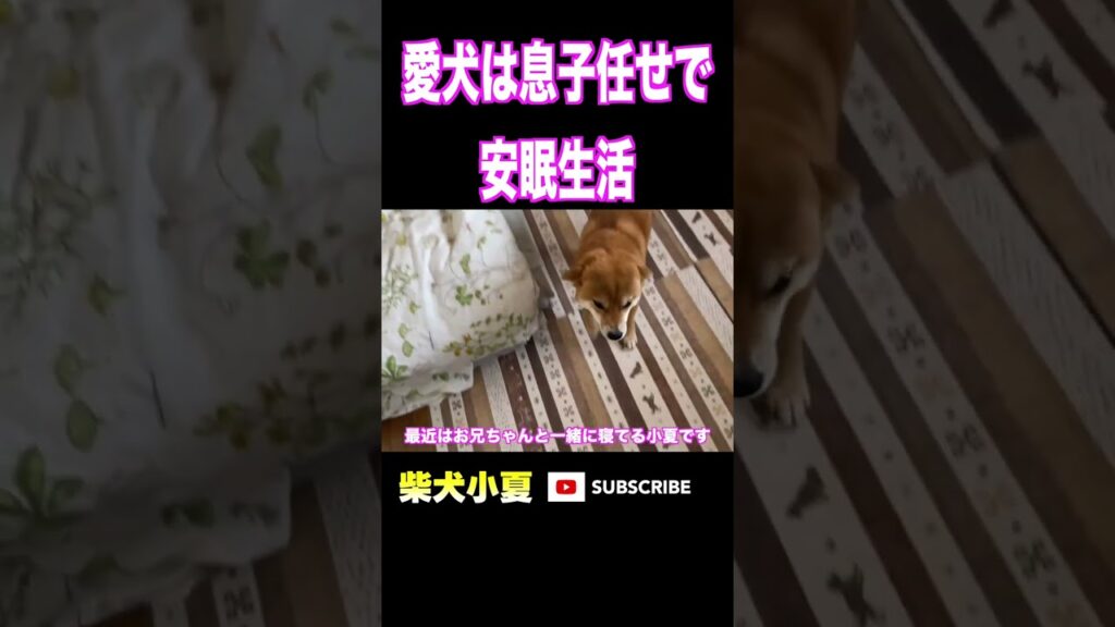 愛犬は息子に任せて安眠生活#神戸 #柴犬 #癒し #愛犬