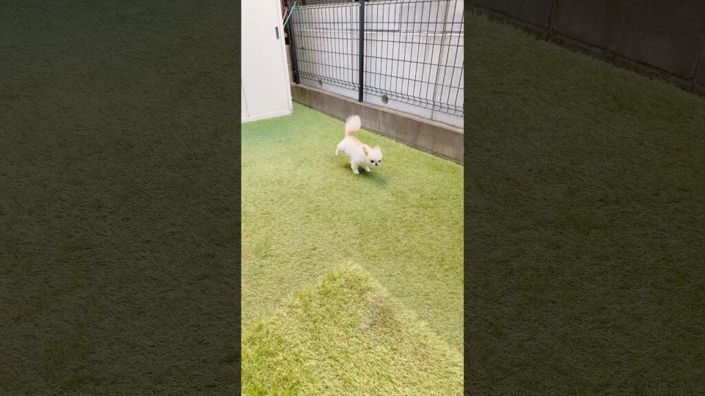 ちっち上手😆 #ショート #short #癒し #ほのぼの #チワワ #chihuahua #ほっこり