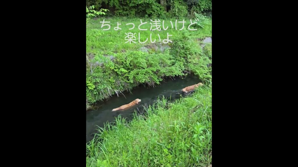 #ゴールデンレトリバー に水泳は既に旬の遊び？ #goldenretriever #ibukikohaku #ビスとイロハ  #癒し #エッホエッホ