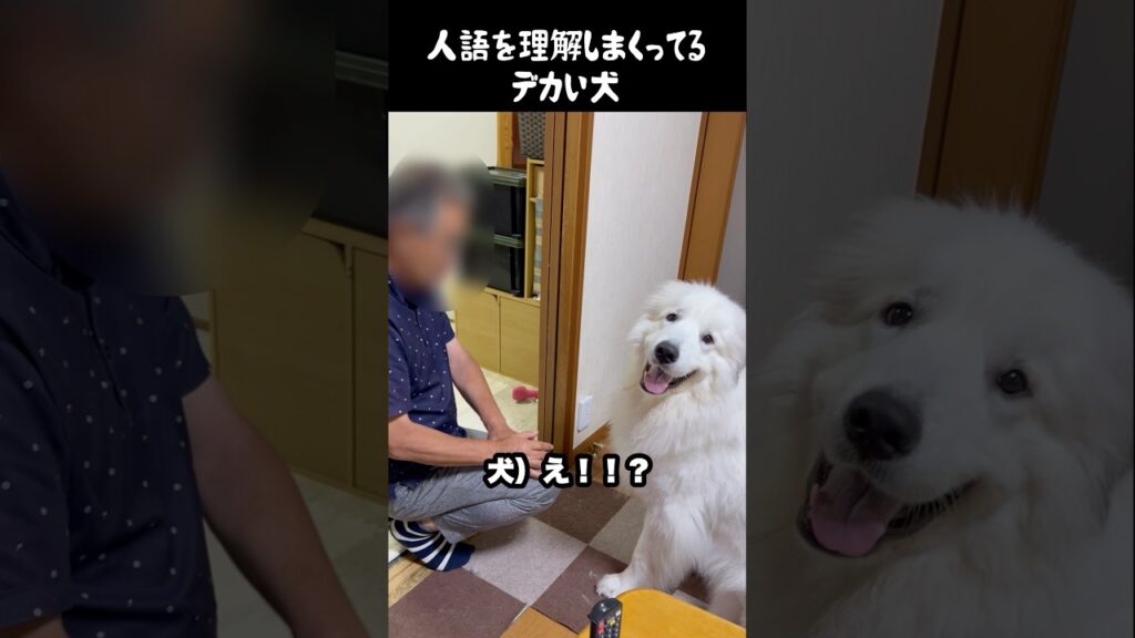 言葉の意味が絶対わかってる愛犬　#greatpyrenees #グレートピレニーズ #大型犬 #大型犬のいる生活 #ゴールデンレトリバー #犬のいる生活 #可愛い #愛犬 #癒し #ペット