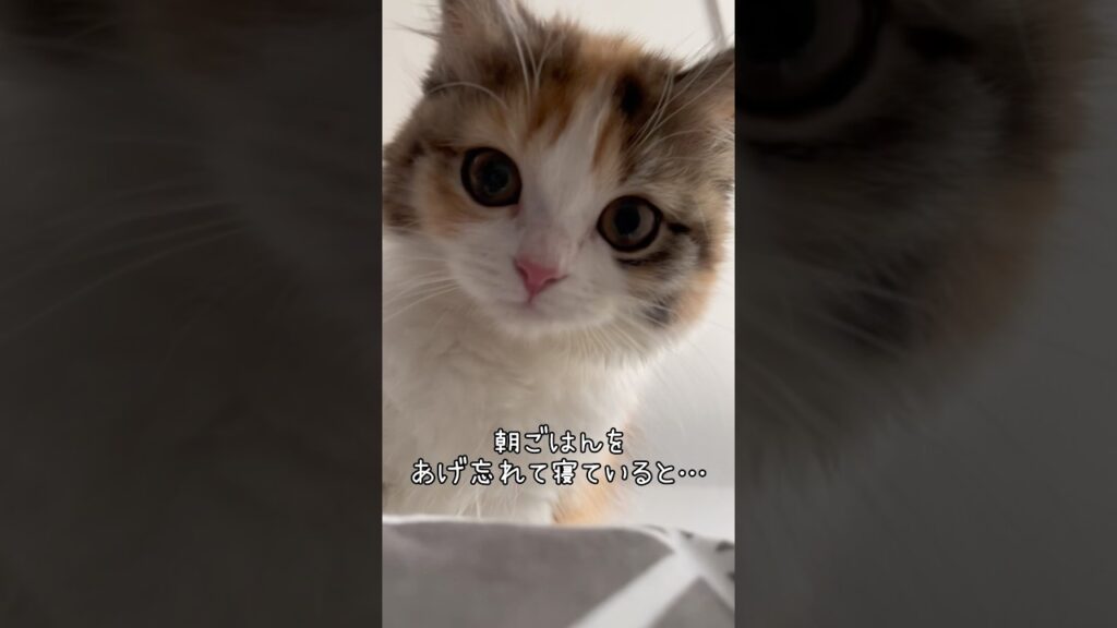 何してるの？🐱cat alarm ⏰#ちびモコ#猫#猫動画#癒し#cat#subscribe#shorts#catlover #ねこのいる生活#猫のいる暮らし