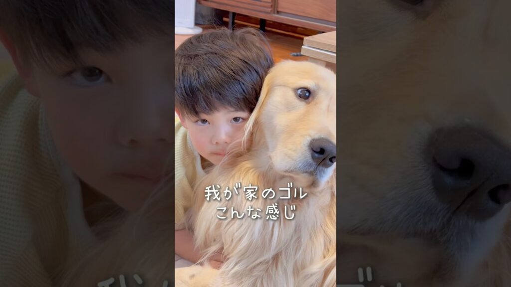 ゴルです🐶　#goldenretriever #可愛い #大型犬のいる生活 #かわいい #癒し #ゴールデンレトリバー