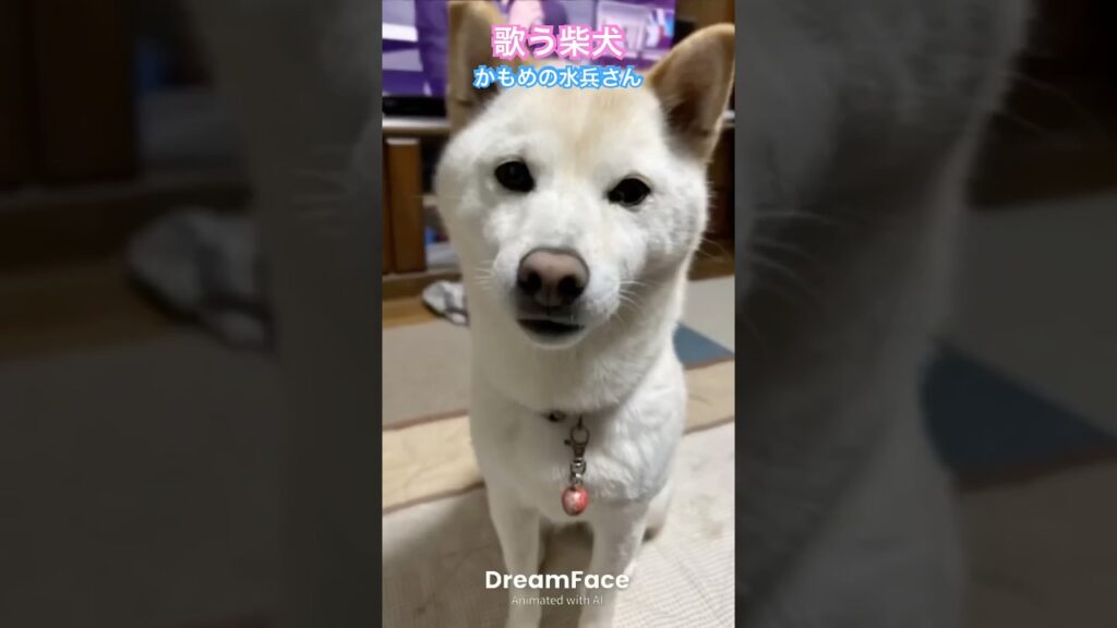 歌う柴犬 #かもめの水兵さん #歌う柴犬 #柴犬 #shibainu #kawaii #癒し #可愛い #song #shorts