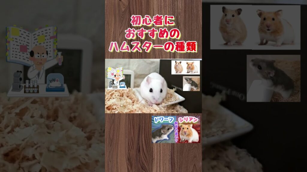 初心者におすすめのハムスターの種類 #ハムスター #飼い方 #癒し #かわいい