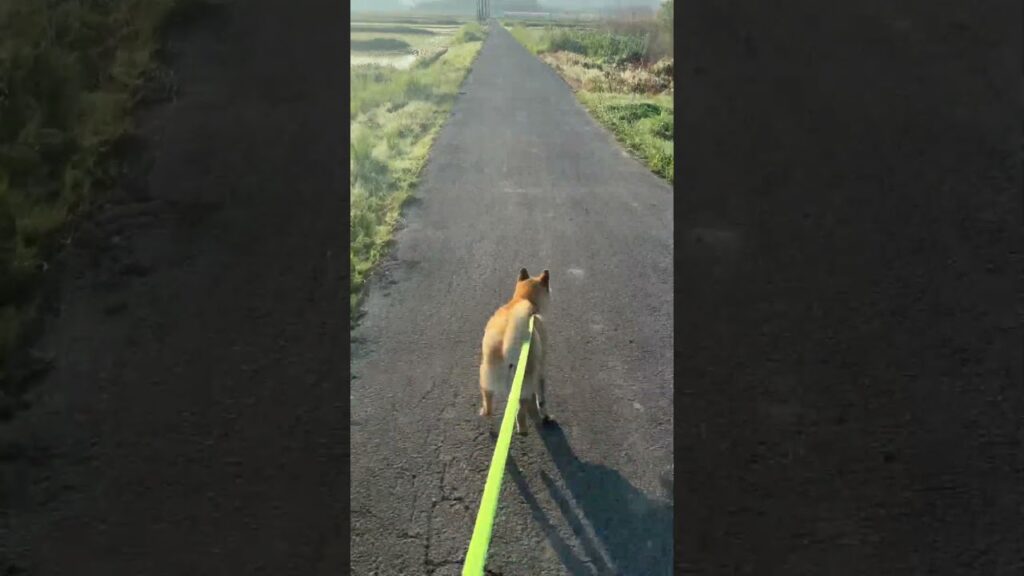 柴犬ロクと早朝のキョン #柴犬 #散歩 #shiba #shibainu #田舎 #癒し #田舎暮らし #お散歩 #キョン