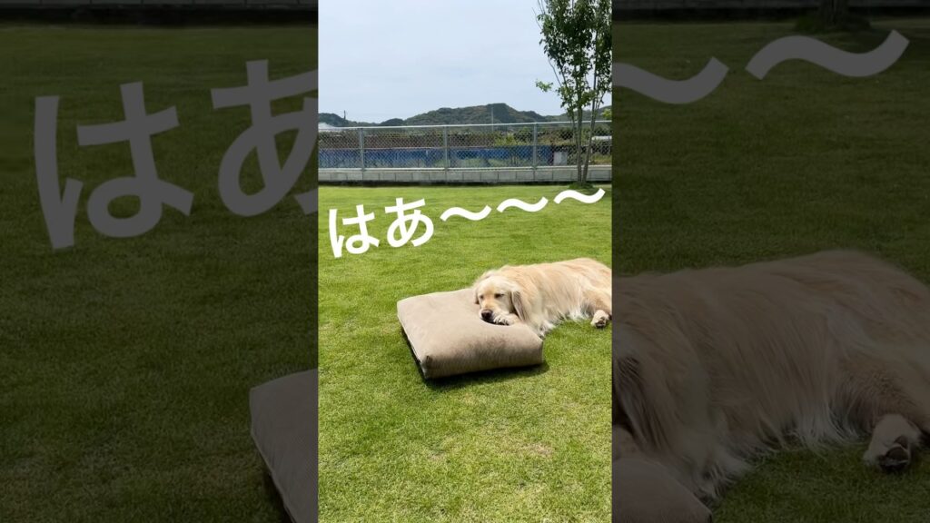 自分で寝床セットするゴールデンレトリバー　#いぬのいる生活 #ゴールデンレトリバー #大型犬 #癒し #可愛い