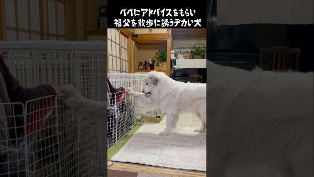 鉄壁の祖父を散歩に誘う愛犬　#greatpyrenees #グレートピレニーズ #大型犬 #大型犬のいる生活 #ゴールデンレトリバー #癒し #犬のいる生活 #可愛い #愛犬 #ペット