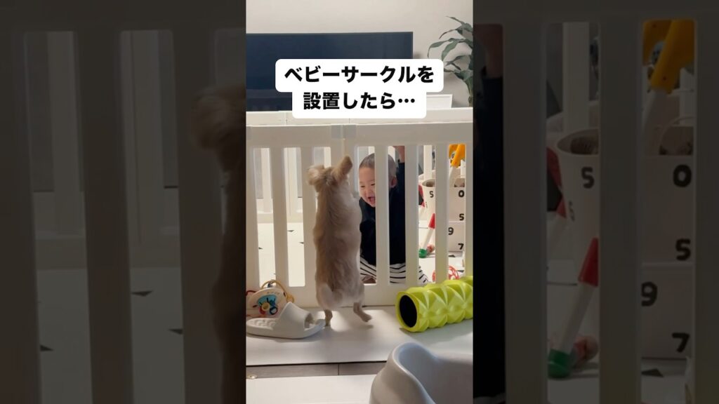 ベビーサークルを設置したら…
