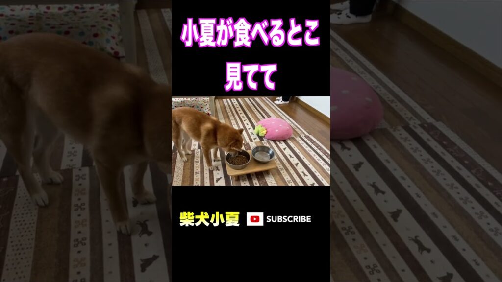 小夏が食べるとこ見てて#神戸 #柴犬 #癒し