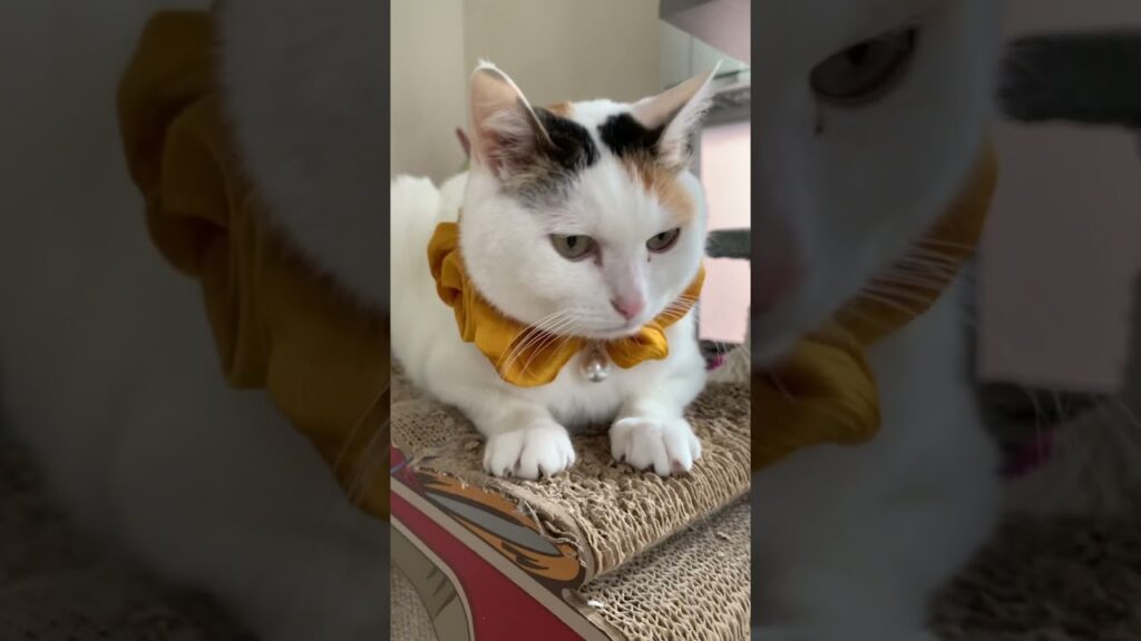 おはにゃ♡ #おすすめ #ちいかわ #cat #三毛猫 #癒し