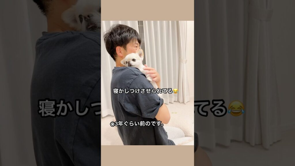 ね～んね～、ね～んね～😴 #ショーツ #ネンネ #癒し #チワワ #かわいい #chihuahua #子犬