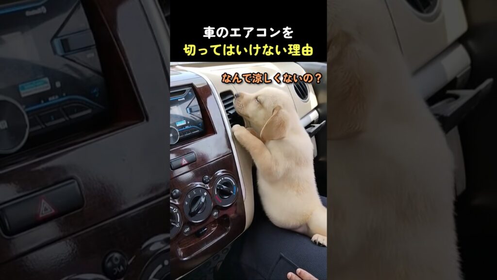 車のエアコンを切ってはいけない理由 #動物 #犬