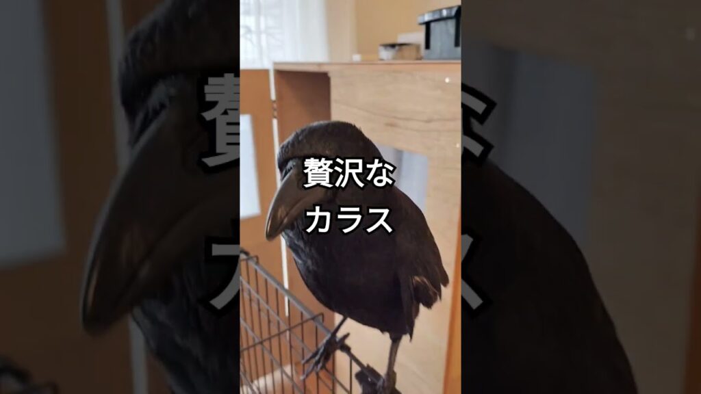 くだらない動画　#shorts #カラス #crow #かわいい #birds #スーパーワルイトリ #癒し