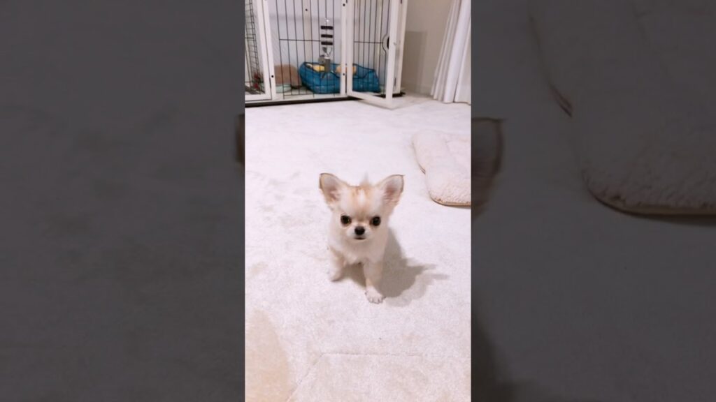 かわいいパピパピ時代🍼 #PUPPY #チワワ #chihuahua # #癒し #chihuahuafanclub #こいぬ #子犬 #ほのぼの