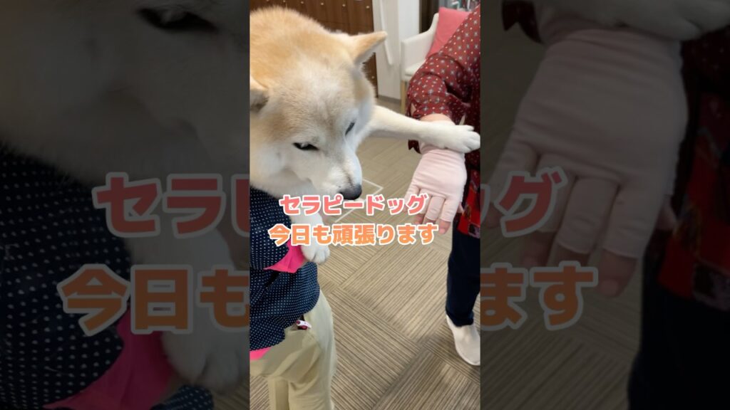愛されているセラピードッグの柴犬 #shorts #癒し