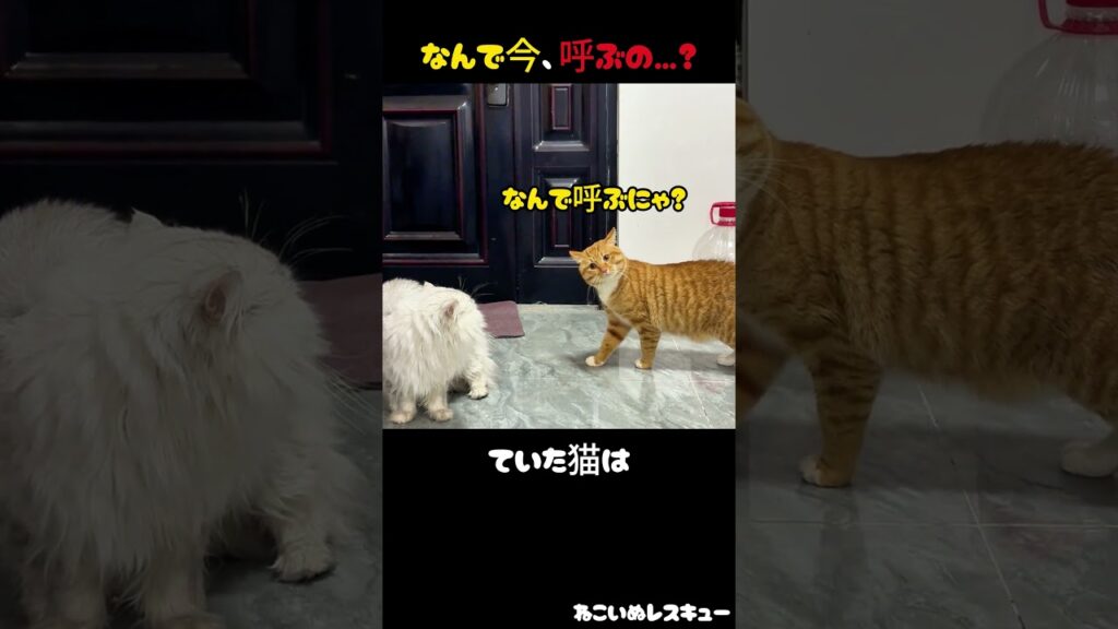 なんで今、呼ぶの…？止まった理由がかわいすぎた猫