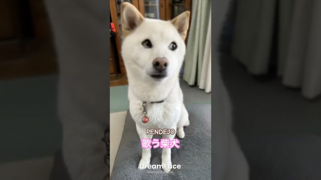 歌う柴犬 #pendejo #歌う柴犬 #柴犬 #kawaii #可愛い #愛犬 #癒し #shorts #shibadog #song #singingdog