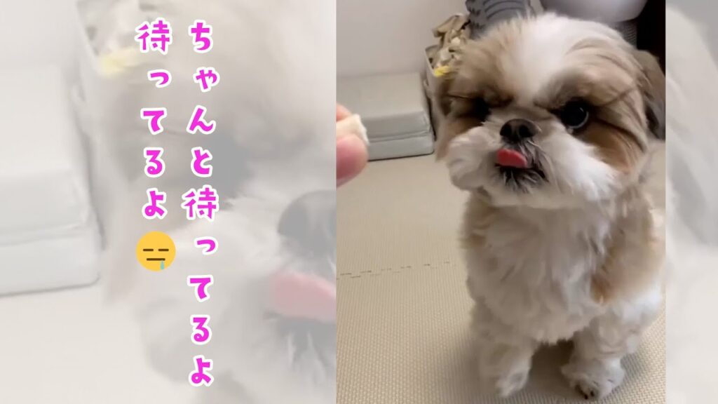 待てなくて地団駄を踏むワンコ