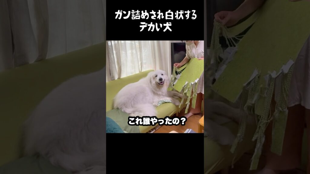ガン詰めされて白状してしめられる愛犬　#greatpyrenees #グレートピレニーズ #大型犬 #大型犬のいる生活 #ゴールデンレトリバー #癒し #犬のいる生活 #愛犬 #可愛い #ペット