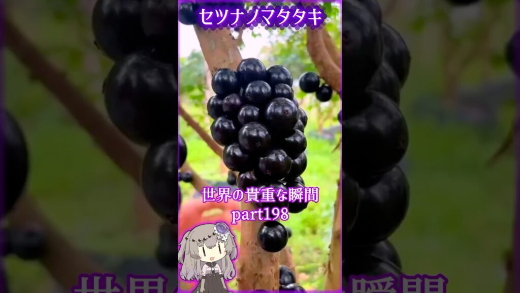 あなたが見たことないであろう 世界の貴重な瞬間part198 #写真  #voicevox #didyouknow #面白い #雑学 #癒し #shorts #1分雑学 #冥鳴ひまり