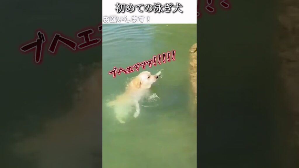犬のおもしろ動画にツッコミどころ満載なアフレコしてみた＃285【泳ぐ】【ハプニング映像】#shorts　#アフレコ #面白動画