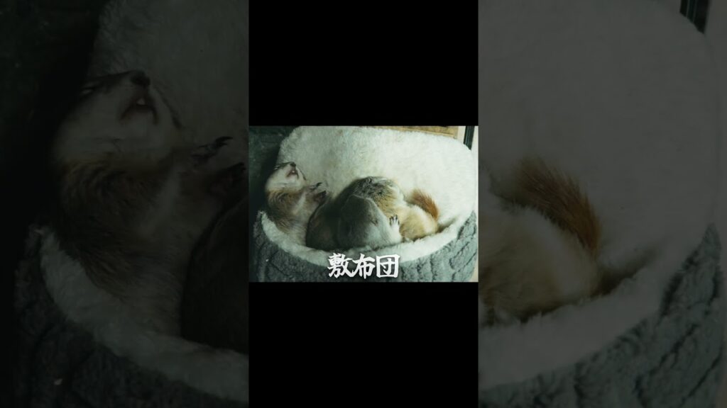 都合のいいリス #リチャードソンジリス #かわいい #癒し