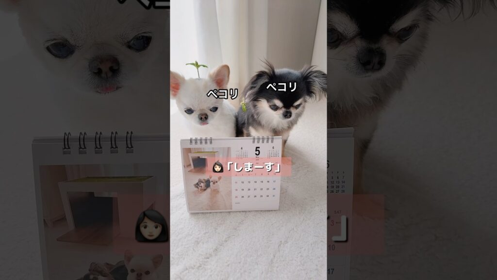 5月のペコリーノ🌱  #ごあいさつ #癒し #チワワ #ショート #ほのぼの #chihuahua