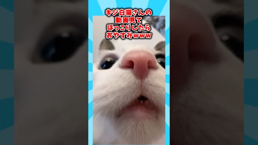 キジ白ネコさんの動画見てほっこりしたらおやすみwwwww #動物 #ねこ #ほっこりショート