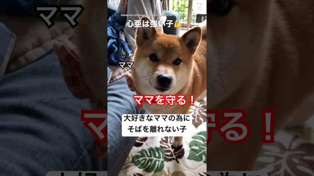 『ママは私が守る‼️』そばを離れない柴犬が可愛すぎる💕　#柴犬　#犬　#かわいい犬 #犬のいる暮らし #癒し