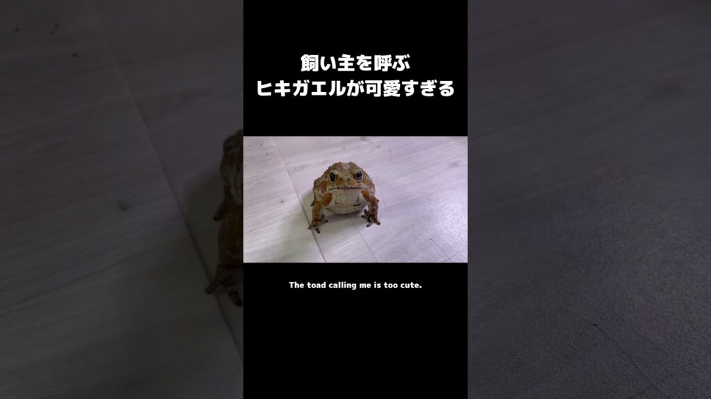飼い主を呼ぶヒキガエルの仕草がかわいすぎる #カエル #cuteanimals #frog #animals #癒し #cute #ヒキガエル #toad