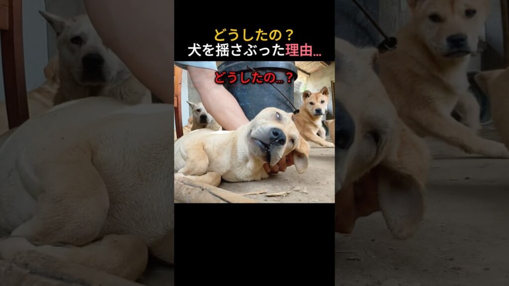 どうしたの？犬を揺さぶった理由は…？