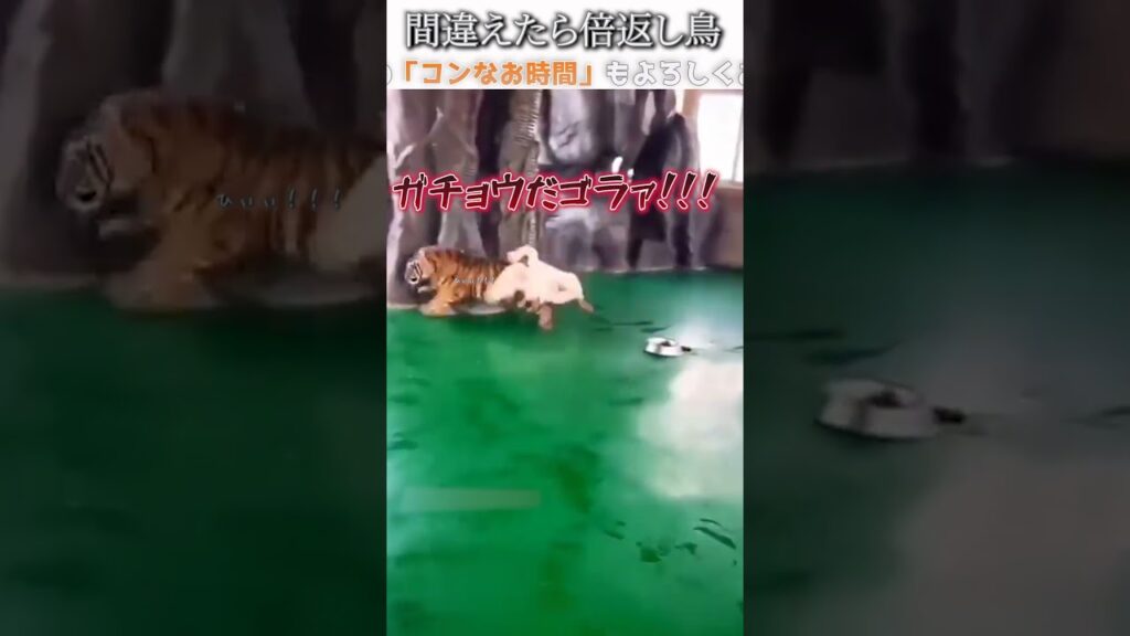 動物のおもしろ動画にツッコミどころ満載なアフレコしてみた＃286【狩り】【ハプニング映像】#shorts　#アフレコ #面白動画