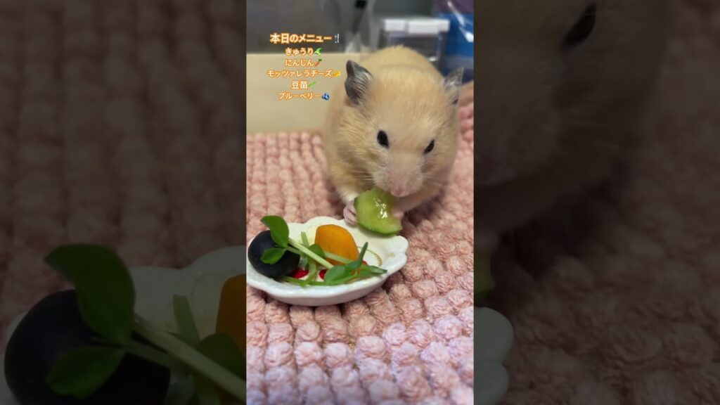 今日のごはん🍚#キンクマ #ハムスター #ハムスター日記 #きなこ #癒し #pets #かわいい #キンクマハムスター